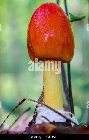 Primo piano dello stadio iniziale di crescita di un americano Caesars il fungo Amanita jacksonii, spuntano dalla volva con bel rosso-arancio tappo a bulbo Foto Stock