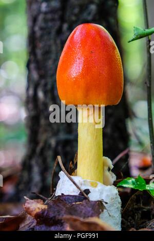 Stadio iniziale di crescita di un americano Caesars il fungo Amanita jacksonii, emergenti dalla volva con bel rosso-arancio tappo a bulbo a Yates Mill C Foto Stock