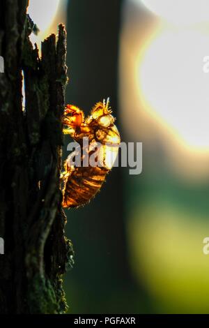 La mattina presto luce splende attraverso il guscio o exuviae di un cane-giorno cicala che è bloccata alla corteccia di un loblolly pine tree in Raleigh North Car Foto Stock