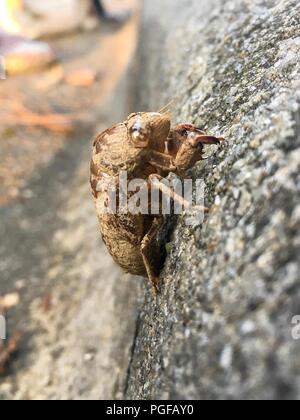 Il guscio o exuviae di un cane-giorno cicala aderisce ad un cordolo in Garner North Carolina Foto Stock