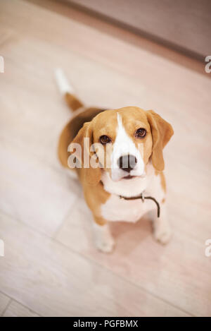Cane Beagle sedersi sul pavimento sopra vista dall'alto. Un cane beagle cercando nella fotocamera Foto Stock