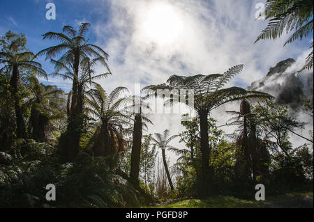 Una Foresta gigante di felci arboree (Dicksonia squarrosa) nella Valle Vulcanica di Waimangu. Stagliano giganti in mezzo vorticose Nebbie con un cielo blu chiaro Foto Stock