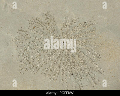 Intricato modello radiale delle sfere di sabbia, generato da un gorgogliatore di sabbia o di granchi fantasma (Scopimera, Dotilla) su di una spiaggia di sabbia in Malaysia. Close up antenna Foto Stock