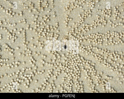 Intricato modello radiale delle sfere di sabbia, generato da un gorgogliatore di sabbia o di granchi fantasma (Scopimera, Dotilla) su di una spiaggia di sabbia in Malaysia. Close up antenna Foto Stock
