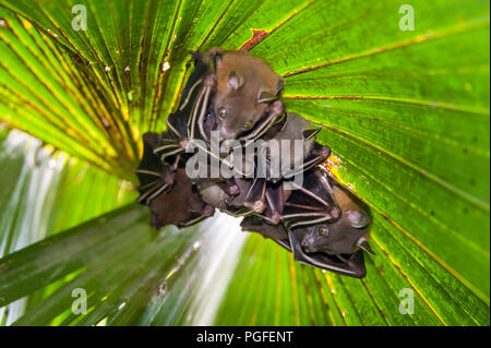 Cane minore-di fronte frutto Bat (Cyneropterus brachyotis). Chiamato anche a breve dal naso o frutta comune Bat - una famiglia si nasconde sotto una foglia verde Palm tree Foto Stock