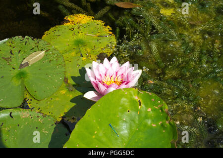 La vita di stagno. Un giglio colore rosa fiore si apre al sole estivo. Un blu ninfa damsell siede su un verde lily pad. Foto Stock