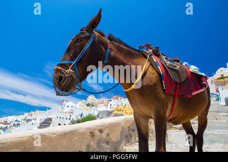 Donkey taxis in Santorini, Grecia Foto Stock