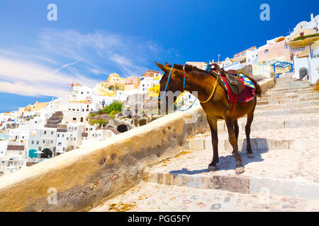 Donkey taxis in Santorini, Grecia Foto Stock