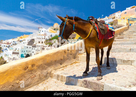 Donkey taxis in Santorini, Grecia Foto Stock