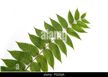 Pianta verde ramo willow leafs gambo isolato su uno sfondo bianco Foto Stock