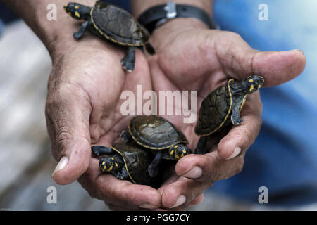 Uomo con baby giallo macchiato il fiume del Amazon tartarughe ((Podocnemis unifilis) in Amazzonia, Perù Foto Stock