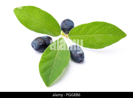 Caprifoglio con foglie di colore verde Foto Stock