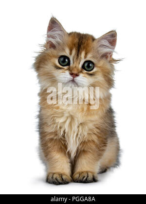 Super dolce golden British Longhair Cat gattino con grandi occhi verdi, seduto dritto fino alla ricerca adorabili alla telecamera isolata su sfondo bianco Foto Stock