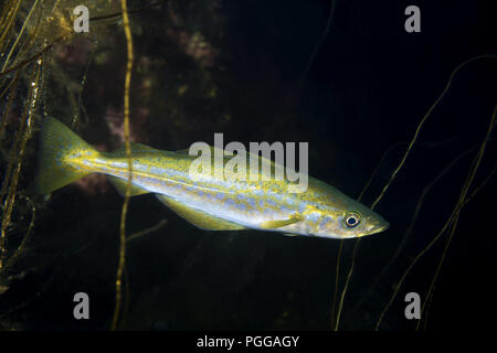 Atlantic Pollock o unione di Pollock (Pollachius pollachius) Foto Stock