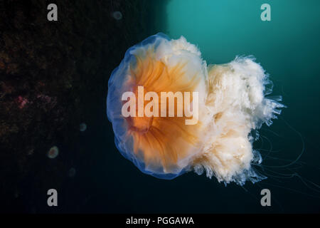 Leone la criniera medusa (Cyanea capillata, Cyanea artica) Foto Stock