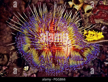 I coloratissimi spine di questo fuoco urchin (Astropyga radiata: diametro 20 cms.) sono composte da numerosi sacchi, ciascuno dei quali contiene potenti tossine. L'animale della sorprendente aspetto rappresenta un avvertimento che qualsiasi tentativo di molesta ne risulterà molto doloroso - e possibilmente letale - aculei. Alimentazione sulle alghe e alghe, esso si muove per mezzo di centinaia di azionato idraulicamente i piedi di tubo. Si possono usare anche i suoi più semplici spine marrone come palafitte per scavalcare rocce e piccoli oggetti. L'organismo giallo a destra della foto è una spugna. Fotografato vicino a Tulamben, Bali, Indonesia. Foto Stock