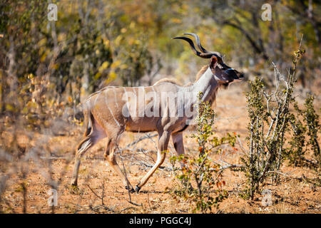 Bel maschio kudu antilope nel parco di safari in Sud Africa Foto Stock