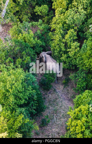 Vista al di sopra di un elefante a Mara Mara visto da di volo in mongolfiera ad aria calda in Kenya Foto Stock