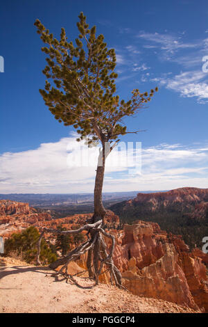 Rim Trail Bristlecone Foto Stock