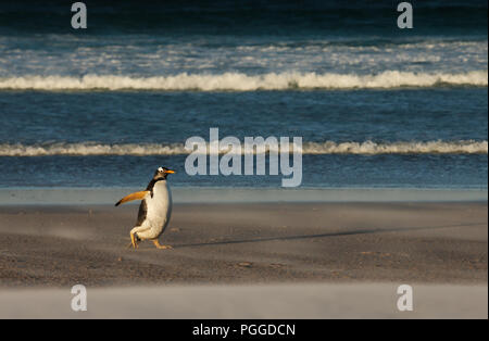 Pinguino Gentoo provenienti dal mare sulla riva durante una tempesta di sabbia, isole Falkland. Foto Stock