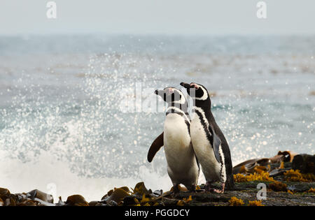 Due i pinguini di Magellano in piedi su una riva e guardare oceano tempestoso delle isole Falkland. Foto Stock