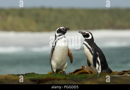 Due i pinguini di Magellano in piedi su un litorale dall oceano Atlantico in isole Falkland. Foto Stock