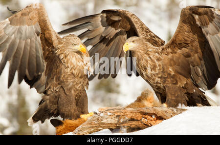 Due White-tailed eagles (Haliaeetus albicilla) lotta mentre alimentazione su un dead red fox alta in inverno, Norvegia. Foto Stock