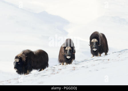 Maschio di tre buoi muschiati (Ovibos moschatus) in piedi nella neve montagne Dovrefjell durante il freddo inverno in Norvegia. Foto Stock