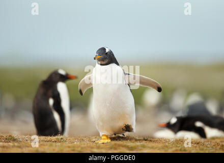 Gentoo penguin chick in esecuzione su una zona costiera in estate nelle isole Falkland. La colonia di pinguini. Foto Stock