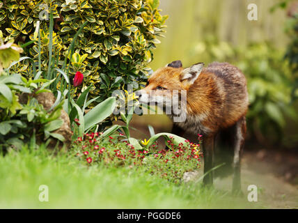 Red Fox annusare i fiori del giardino in primavera, UK. Foto Stock