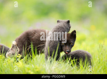 Close up di una femmina di volpe artica con piccolo grazioso cuccioli giocoso, estate in Islanda. Foto Stock