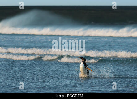 Pinguino Gentoo proveniente sulla riva di un mare tempestoso, Isole Falkland. Foto Stock