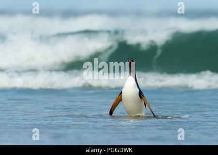 Pinguino Gentoo proveniente sulla riva di un mare tempestoso, Isole Falkland. Foto Stock