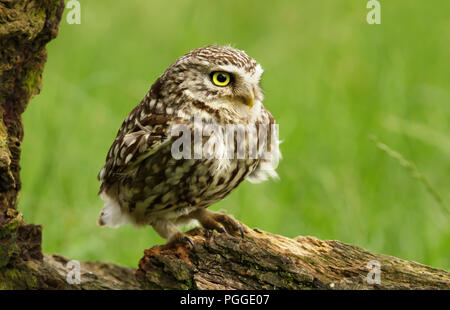 Close-up di una civetta (Athene noctua) appollaiate su un registro ad albero contro lo sfondo di colore verde, UK. Foto Stock