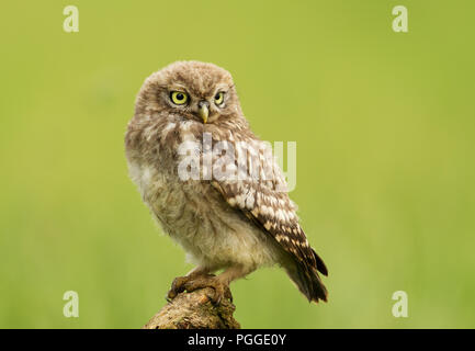 Close-up di un bambino piccolo gufo appollaiate su un post contro lo sfondo di colore verde, UK. Foto Stock