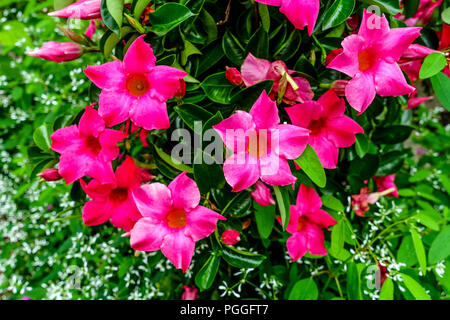 Red Mandevilla sanderi anche chiamato Dipladenia sanderi brasiliano e gelsomino, Rocktrumpet Foto Stock