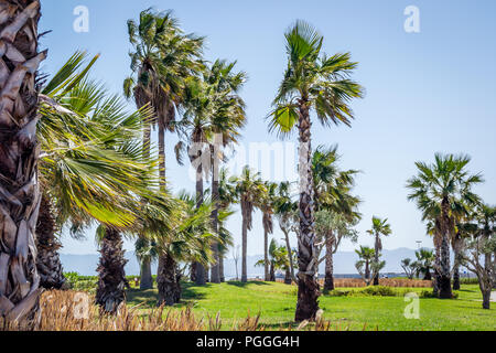 Giorno nella foresta di nador Foto Stock
