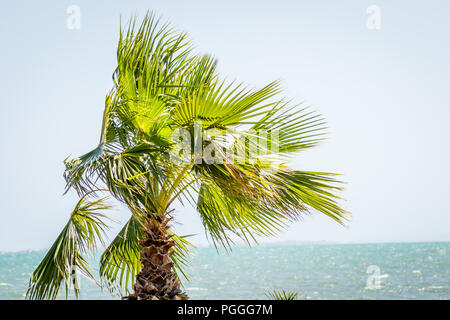 Giorno nella foresta di nador Foto Stock