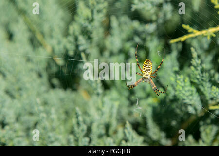 Un ragno di grandi dimensioni con strisce gialle su una ragnatela nel giardino. Giardino Spider-spider lat. Araneus tipo araneomorph ragni della famiglia di Orb-web spid Foto Stock