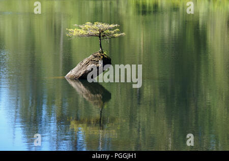 Lago di fata con poco la cicuta, Port Renfrew, Isola di Vancouver, Canada Foto Stock