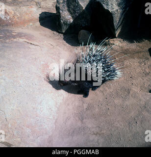 Anni sessanta, vista da sopra di un vecchio mondo porcupine sul terreno polveroso, mostrando le sue spine taglienti o dei piattelli che lo proteggono dai predatori. Foto Stock