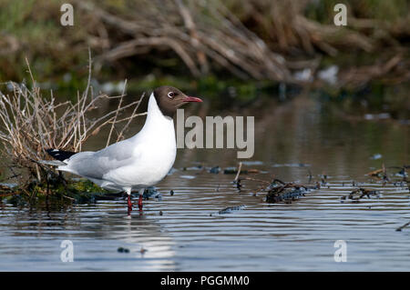 A testa nera (gabbiano Chroicocephalus ridibundus) Mouette rieuse Foto Stock