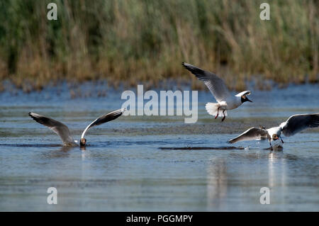 A testa nera (gabbiano Chroicocephalus ridibundus) Mouette rieuse Foto Stock