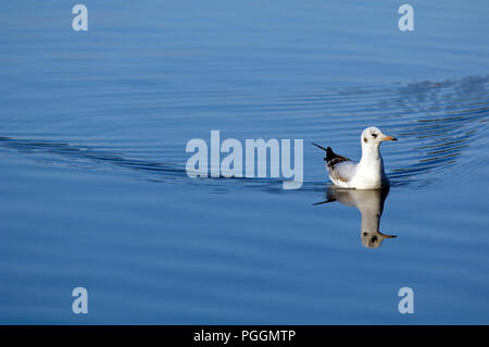 A testa nera (gabbiano Chroicocephalus ridibundus) Mouette rieuse Foto Stock