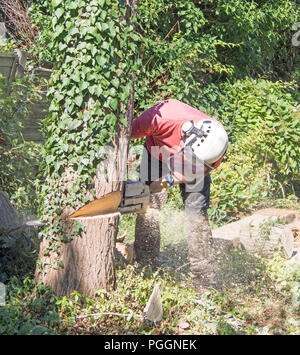 Albero maschio chirurgo utilizzando una motosega per tagliare un piccolo albero. Foto Stock