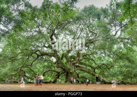 Angelo quercia in Johns Island in Carolina del Sud - uno dei più antichi alberi negli Stati Uniti - i turisti scattare foto e selfies Foto Stock