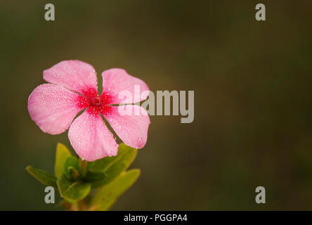 Gocce di rugiada in appoggio su un piccolo fiore rosa Foto Stock