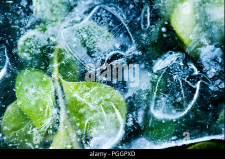 Close-up di foglie verdi intrappolate sotto il ghiaccio la creazione di modelli astratti di bolle di aria e forme di ghiaccio. Foto Stock