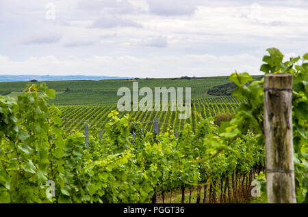 Verde vigneto nella collezione autunno tempo Foto Stock