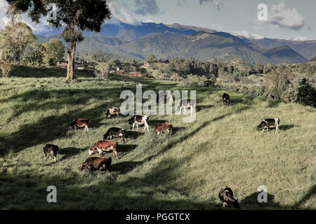 Vacche da latte che pascolano sulla fattoria nel Salento, Colombia Foto Stock